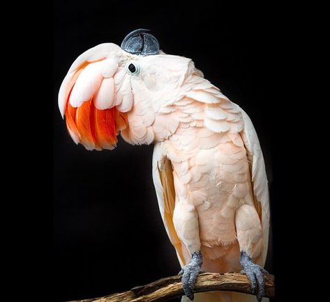 Moluccan Cockatoo, Pink Cockatoo, Bird Theme, Tropical Forest, Pink Feathers, Light Pink Color, Bird Species, Pressed Flowers, Beautiful Birds