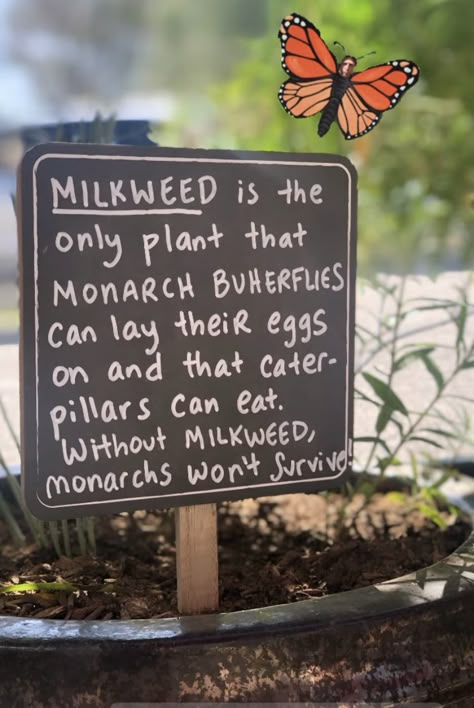 Greenhouse With Butterflies, School Pollinator Garden, Gardening Club Ideas, Small Home Garden Ideas, Community Garden Ideas, Diy Butterfly Garden, Butterfly Garden Ideas, Monarch Butterflies, Community Garden