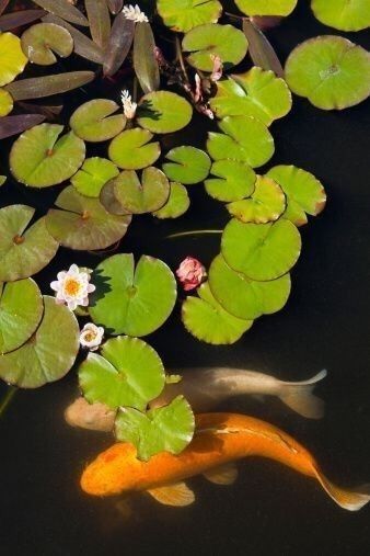 Koi Fish In Pond, Fish In Pond, Koi Painting, Koi Fish Drawing, Mission San Juan Capistrano, Koi Art, Koi Fish Pond, Water Lilly, San Juan Capistrano