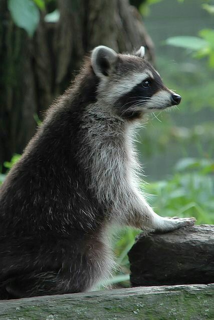 raccoon Pensive Pose, Cute Raccoons, Trash Pandas, Pet Raccoon, Cute Raccoon, Trash Panda, Animal Reference, Little Critter, Racoon