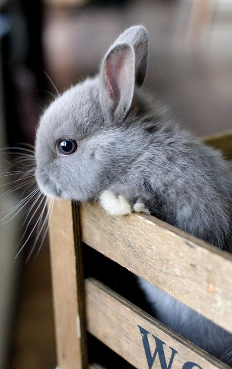 Pet Bunny, Baby Animals Pictures, Baby Animals Funny, Fluffy Animals, Cute Animal Photos, Baby Bunnies, Cute Animal Pictures, Cute Creatures