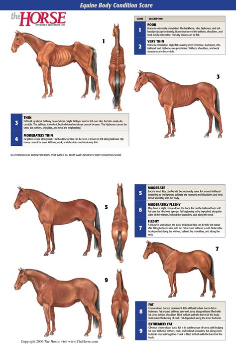 Equine Body Condition Score Poster – The Horse Horse Care Tips, Horse Info, Body Condition, All About Horses, Horse Health, Horse Sculpture, Horse Care, Horse Head, The Horse