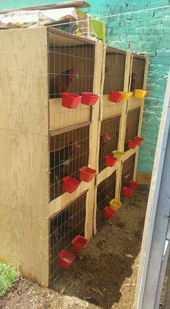 Gamefowl Cages, Chicken Aviary, Chicken Warrior, Poultry Farm Buildings, Rooster Coop, Chicken Rearing, A Frame Chicken Coop, Goose House, Chicken Shed