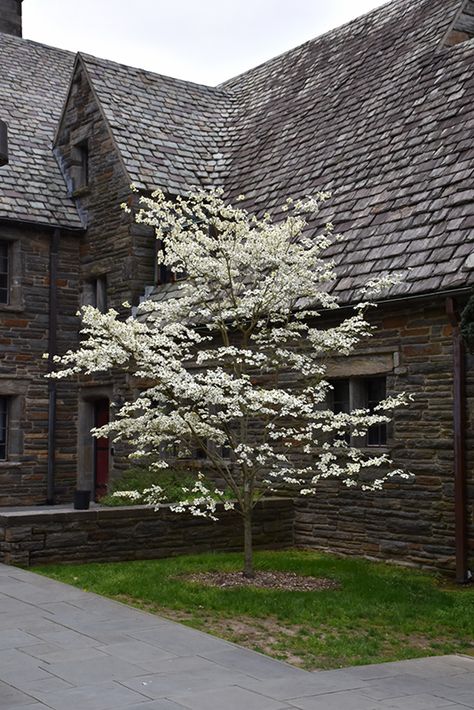 Dogwood Landscaping, Dogwood Shrub, Cornus Florida, Flowering Dogwood, Trees For Front Yard, Tree Study, Garden Beautiful, Dogwood Trees, Tulips Garden