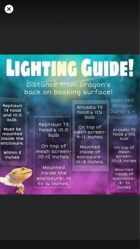 Bearded Dragon Lighting, Bearded Dragon Terrarium Ideas, Dragon Terrarium, Bearded Dragon Terrarium, Bearded Dragon Habitat, Dragon Master, Dragon Light, Bearded Dragon Care, Reptile Room