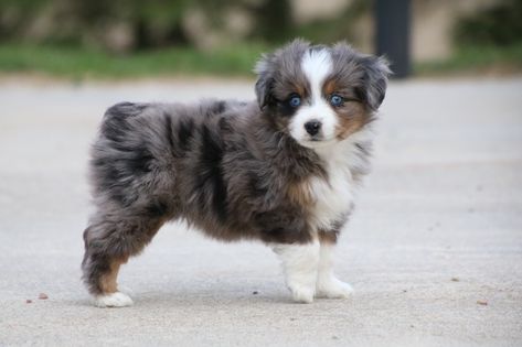 4C TOY AUSSIES - Home Toy Aussie Shepherd, Teacup Australian Shepherd, Australian Puppies, Miniature Aussie, Mini Aussie Puppy, Miniature Australian Shepherd Puppies, Toy Aussie, Toy Australian Shepherd, Miniature Australian Shepherd