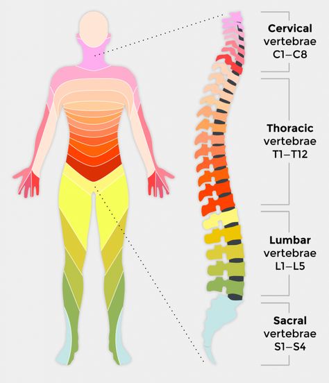 Spinal cord injury (SCI) often affects young and fit people and will continue to affect them to a varying degree for the rest of their lives. Spinal cord injuries often occur after high-energy traumatic... Acupuncture Points Chart, Thoracic Vertebrae, First Aid Tips, Spinal Fusion, Cervical Vertebrae, Spinal Injury, Leg Braces, Spine Health, Spinal Cord