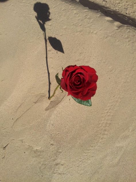 Red Rose in the Desert Desert Rose Aesthetic, Desert Aesthetic, Rose Aesthetic, Aesthetic Roses, Rosé Aesthetic, Wild Rose, Desert Rose, In The Desert, Insta Posts