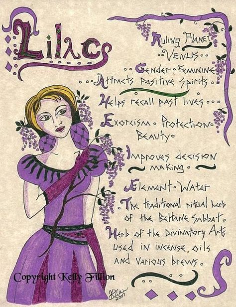 Art: Lilac Book Of Shadows Page by Artist Kelly Fillion Lilac Book, Universe Quotes Spirituality, Lilac Plant, Magickal Herbs, Magick Book, Witchcraft Spell Books, Magical Life, Herbal Magic, White Witch