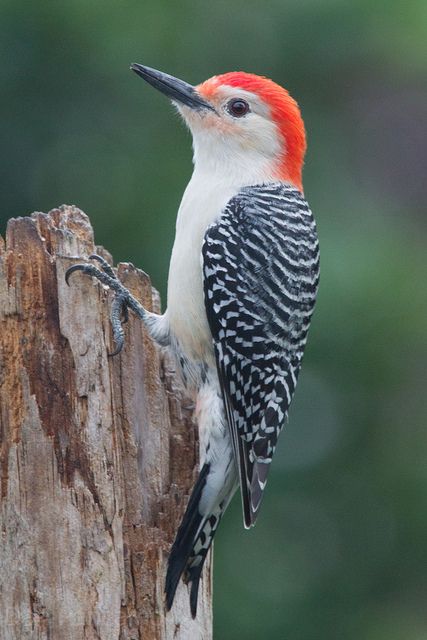 Red-Bellied Woodpecker have been visiting my suet feeder :) Ohio Birds, Suet Feeder, Cape Girardeau, Red Crown, Kinds Of Birds, Bird Watcher, Bowling Green, Nature Birds, Backyard Birds