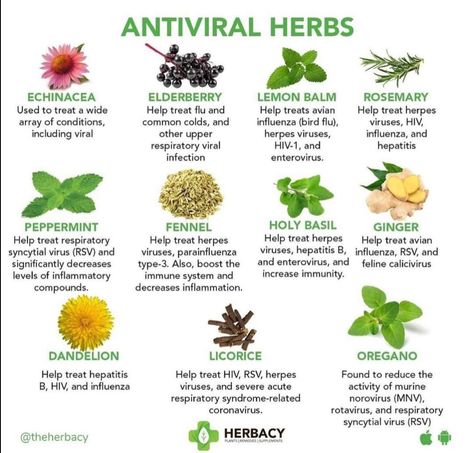 Herbal Education, Herbal Medicine Recipes, Herbal Remedies Recipes, Medical Herbs, Magic Herbs, Natural Healing Remedies, Herbal Healing, Home Health Remedies, Herbal Magic