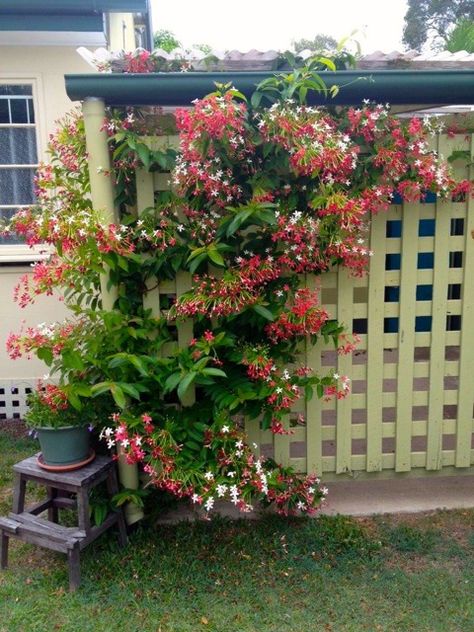 Rangoon Creeper (Quisqualis indica) Flowering Creepers, Creepers Plants, Climber Plants, Flower Trellis, Pathway Landscaping, Climbing Flowers, Garden Vines, Fragrant Plant, Flower Pots Outdoor