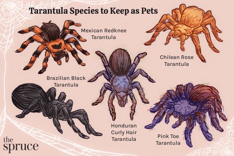 Tarantula Species, Tarantula Drawing, Rose Tarantula, Rose Hair Tarantula, Spider Killer, Dangerous Spiders, Pet Tarantula, Pet Aesthetic, My Biggest Fear