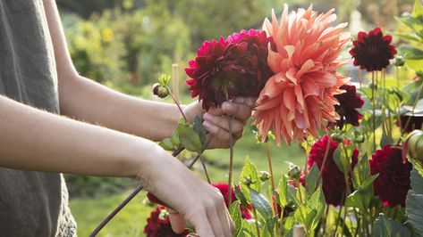 Best Sides For Bbq, Planting Dahlias, Hanging Vase, Home Grown Vegetables, Gardening Trends, Healthy Garden, Diy Hanging, Easy Garden, Potting Soil