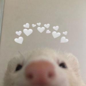 Ferret pfp Funny Ferret Pfp, Ferret Profile Picture, Ferret Reaction Pic, Ferret Matching Pfp, Ferret Icon, Ferret Pfp, Ferret Meme, Spring Pfp, Animal Pfps