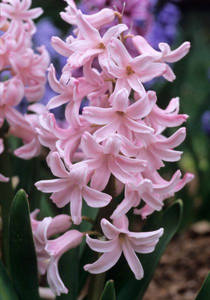 Hycanith Flower Aesthetic, Hyacinths Aesthetic, Hyancith Flower Aesthetic, Purple Hycanith, Purple Hyacinth Flower, Hyacinth Photography, Lilium Flower, Hyacinth Flowers, Plant Information