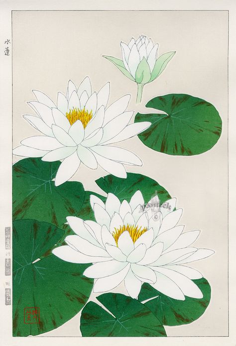 Water Lily from Shodo Kawarazaki Spring Flower Japanese Woodblock Prints Water Lily Drawing, Flower Japanese, Lilies Drawing, Japanese Art Modern, Carpe Koi, Water Lilly, Japanese Woodblock, Japanese Flowers, Floral Poster