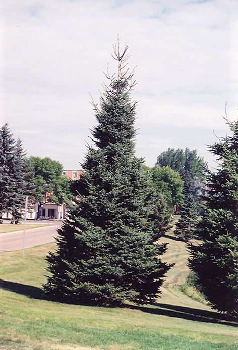 Black Hills Spruce (Picea glauca 'Densata') at The Growing Place Black Hills Spruce, Picea Glauca, Eden Prairie Minnesota, Holiday Planter, Spruce Tree, Big Leaves, Evergreen Trees, Black Hills, Landscaping Plants