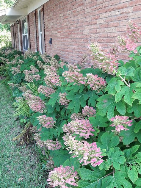 Narrow Foundation Planting Ideas, Full Sun Foundation Planting, Hydrangea And Azalea Landscaping, Front Yard Before And After, Hydrangea Foundation Planting, Foundation Plants For Front Of House, Shade Foundation Planting, Tall Shrubs In Front Of House, Foundation Plantings For Front Of House