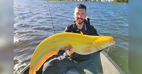 A professional angler from Germany reeled in a rare bright-yellow wels catfish—like a giant, writhing banana with gills—while ... Wels Catfish, Rare Fish, Yellow Fish, Cool Fish, Interesting Animals, Killer Whales, Freshwater Fish, Fishing Trip, Catfish