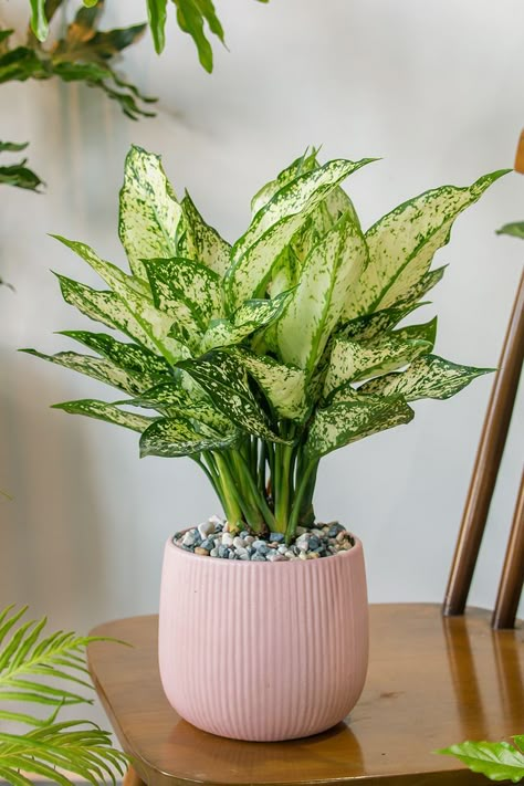 Leafy Plants Indoor, House Plant Reference, Aglaonema Plant Care, Chinese Evergreen Plant Care, Houseplants Aesthetic, Aglaonema Plant, Chinese Evergreen Plant, Plantas Interior, Tattoo Plant