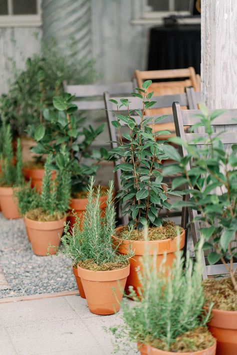 Potted Plants Down Wedding Aisle, Flower Pots Wedding Aisle, Aisle Inspiration, Bay Photography, Nursery Wedding, Old Schoolhouse, Ceremony Aisle, Romantic Backdrop, Tuscan Inspired