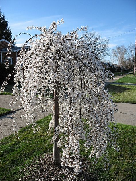 Ornamental Trees Landscaping, Small Weeping Trees, Ornamental Cherry, Weeping Trees, Weeping Cherry Tree, Weeping Cherry, Front Landscaping, Front House Landscaping, Ornamental Trees