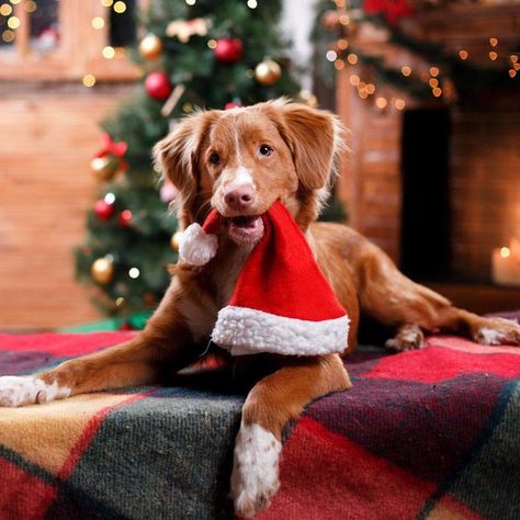 Merry Christmas from Bark Outlet!!! @barkoutlet Christmas Instagram Feed, Pet Santa Photos, Christmas Dog Photography, Christmas Dog Hat, Holiday Pet Photos, Christmas Pet Photos, Dog Christmas Photos, Dog Christmas Pictures, Movement Design