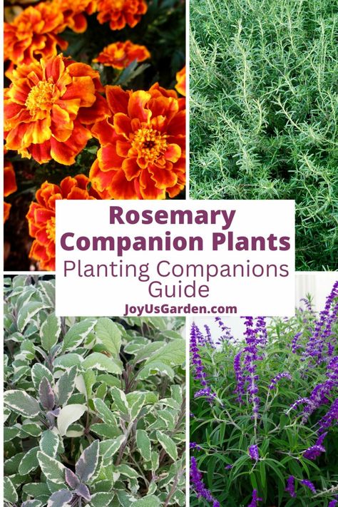 Unlock the secrets of successful rosemary companion planting! Discover a selection of plants that thrive alongside rosemary, creating a harmonious garden space. Learn about the beneficial plant partnerships that enhance growth, flavor, & overall plant health. Get details on plants to plants with rosemary, rosemary companion flowers, rosemary companion herbs, rosemary companion plants, what not to plant with rosemary, what to plant with rosemary, & what to plant with rosemary in a container. Companion Herbs, Rosemary Plant Care, Companion Flowers, Planting Companions, Plants For Planters, Rosemary Garden, Rosemary Flower, Growing Sage, How To Plant Carrots