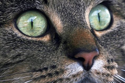 Research has finally revealed the mystery behind the different shapes of pupils between animals. Nature is just too cool. Cat Pupils, Cats Eye Gem, Eye Gems, Laser Eye, Nocturnal Animals, Eyes Problems, Paw Pads, Depth Of Field, Soft Summer