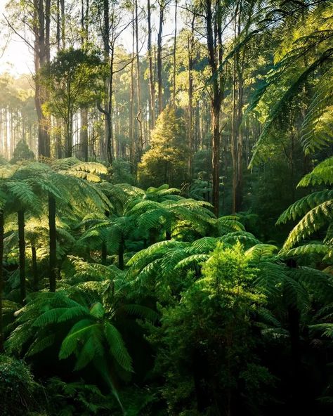 Things to Do in the Dandenong Ranges: What To See & Explore | Sitchu Melbourne Dandenong Ranges, 1000 Steps, Beautiful Australia, Japanese Mountains, Temperate Rainforest, Tulip Festival, Yarra Valley, Interior Stylist, Abandoned Places