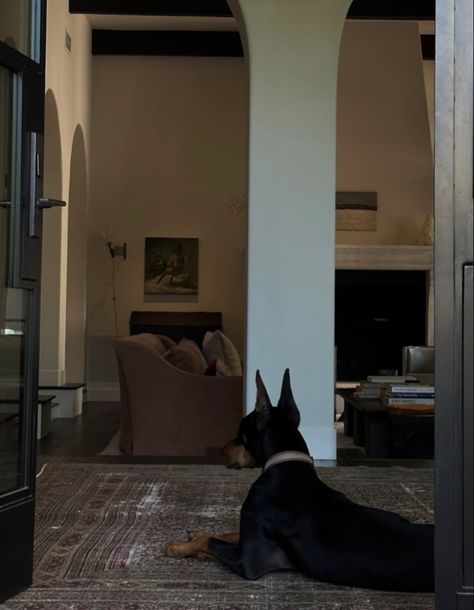 Old Money Doberman, Doberman Girl Aesthetic, Black Doberman Aesthetic, Doberman Puppy Aesthetic, Doberman Dogs Aesthetic, Black Aesthetic House, Black Dogs Aesthetic, Marron Aesthetic, Doberman Black