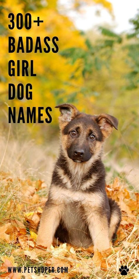 A tough female dog deserves a name that reflects her tough nature and her resilience. Here, you will find the best badass girl dog names. #BadassGirlDogNames #DogNames Female Dog Names List, Southern Dog Names, Female Pet Names, Puppy Names Unique, Country Dog Names, Brown Dog Names, Girl Dog Names Unique, Tough Dog Names, Puppies Names Female