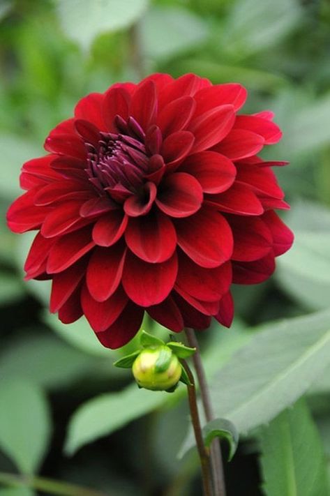 Dahlia Tubers, Very Beautiful Flowers, Flower Bulbs, Rare Flowers, Dahlia Flower, Bulb Flowers, Flowers Perennials, Flower Lover, Beautiful Blooms