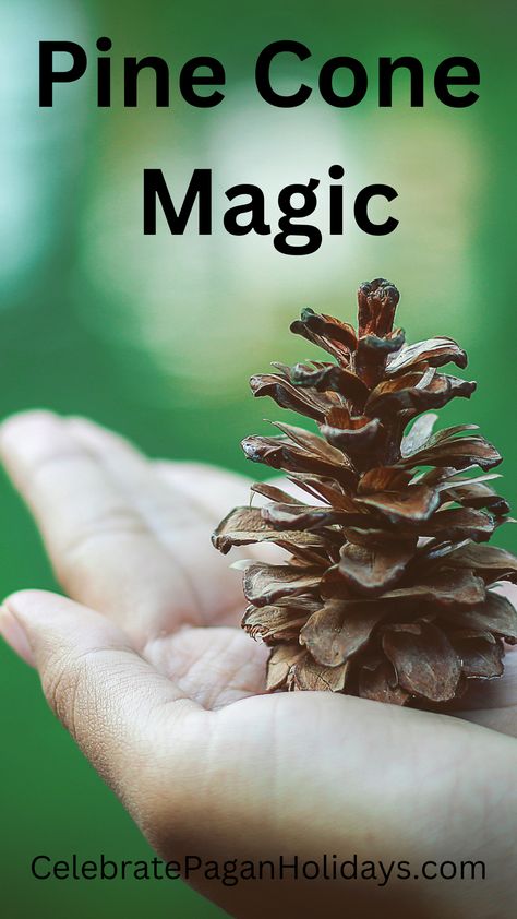 Person holding a pine cone Pine Tree Witchcraft, Tree Resin Uses, Pine Cones In Witchcraft, Pine Cone Magical Properties, Pinecone Spells, Pinecones Witchcraft, Pinecone Spiritual Meaning, Pine Cone Witchcraft, Pine Cone Spiritual Meaning