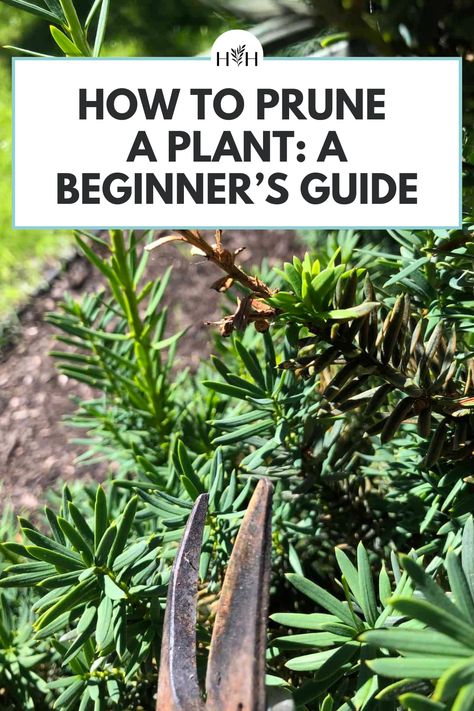 For the health of your plants, you often need to prune them; but how do you do it? This detailed beginner’s guide shows you how to prune a plant.Pruning may seem intimidating for the novice gardener or houseplant enthusiast, but it doesn’t have to be! Pruning can be just as relaxing and straightforward as watering your plants; plus, they’ll love you for it. How To Prune Plants, Pruning Plants How To, Pruning Shrubs, Cold Climate Gardening, Pruning Plants, Growing Food Indoors, Pruning Saws, Lawn Tools, Organic Soil