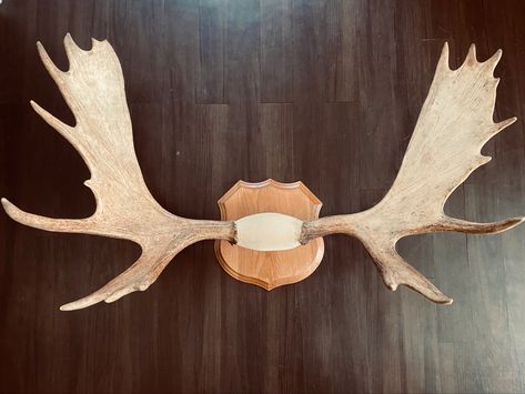 Custom Moose Antler Mount Moose Antler Art, Moose Antler Mount, Antler Mounts, Elk Skull Mount, Caribou Antlers, European Antler Mount, Mounted Antlers, Antler Wall Decor, European Wall Mount Deer Skulls