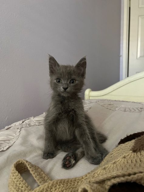 Gray Kitten Aesthetic, Grey Cats Aesthetic, Gray Cat Aesthetic, Grey Cat Aesthetic, Grey And White Cats, Fluffy Grey Cat, Light Gray Cat, Dark Grey Cat, Cute Gray Cat