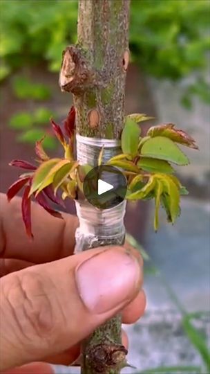 241K views · 2.2K reactions | multiple grafts on the same rose tree | Easy Gardening Techniques | Easy Gardening Techniques · Original audio Grafting Roses, Grafting Plants, Rose Tree, Easy Gardening, Gardening Techniques, Rose Trees, Diy Garden Projects, Easy Garden, A Rose