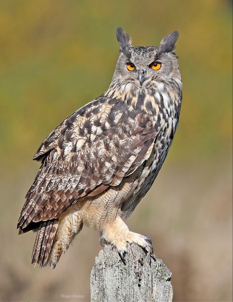 One of the largest living owl species and one of the most widely distributed. Eurasian Eagle Owl Photography, Types Of Owls, Owl Painting Acrylic, European Wildlife, Collage Grid, Crow Pictures, Eurasian Eagle Owl, Owl Species, Dinosaur Sketch