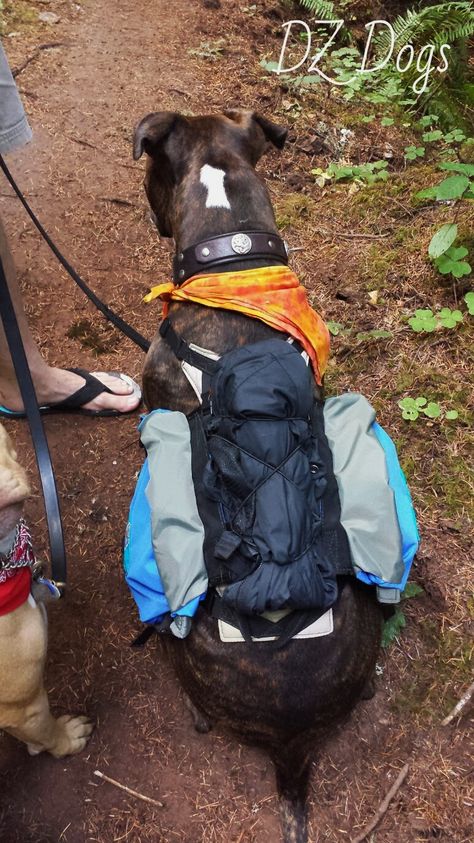 It's important to pick the right pack for you dog when hiking if you want them to help carry gear. Groundbird Gear Dog Packs are designed by thru-hikers for thru-hikers and other casual/day hikers. These packs are high quality, very durable, and extremely Dog Hiking Essentials, Dog Camping Gear, Hiking With Dogs, Hiking Dog, Dog Hiking, Hiking Supplies, Hiking Essentials, Pet Blog, Hiking Dogs