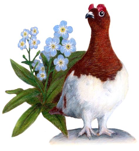 Bird: Willow Ptarmigan Flower: Forget-Me-Not Willow Ptarmigan Drawing, Alaska State Bird, Alaska State Flower, Willow Ptarmigan, Alaska Pictures, Alaska Art, Patriotic Images, State Posters, Stitching Ideas