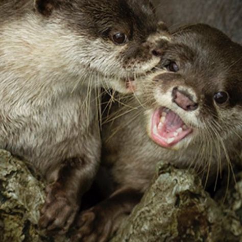 Hey!!! Don't bite me!! Animal Emotions, Otters Hugging, Two Otters, Otters Cute, Otter Love, Sea Otters, Baby Otters, Cute Kawaii Animals, Lovely Creatures