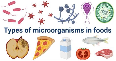 Types Of Microorganisms, Microbiology Notes, What Is Food, Entamoeba Histolytica, Food Spoilage, Gram Negative Bacteria, Biology Classroom, Biology Facts, Infection Prevention