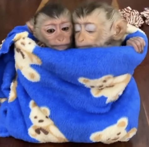 Monkey Couple, Me And My Monkey, Me And Bestie, Cute Monkeys, Cute Monkey Pictures, Funny Friend Pictures, Two Monkeys, Monkey Love, Dora Funny