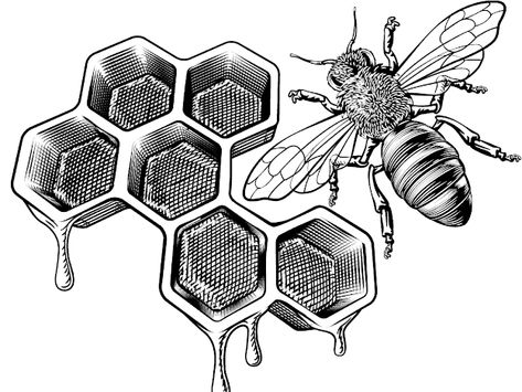 Bee Decor - Google Drive Honeycomb Drawing, Beehive Drawing, Honeycombs Drawings, Bumblebee Drawing, Honey Bee Drawing, Beehive Art, Wine Packaging Design, Bee Drawing, Bee Honeycomb