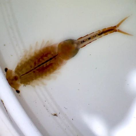 Fairy Shrimp | The Arboretum Fairy Shrimp, Academic Calendar, Distance Education, Science Biology, Go To School, Propagating Plants, University Campus, Community Engagement, Reptiles And Amphibians