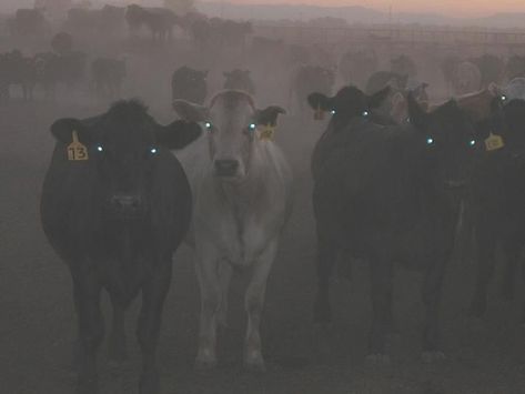 Creepy cows standing in the dark. Soon Meme, Cow Eyes, Scary Farm, Creepy Animals, American Gothic, Southern Gothic, Funny Animal Pictures, Funny Animal, Animal Gifs