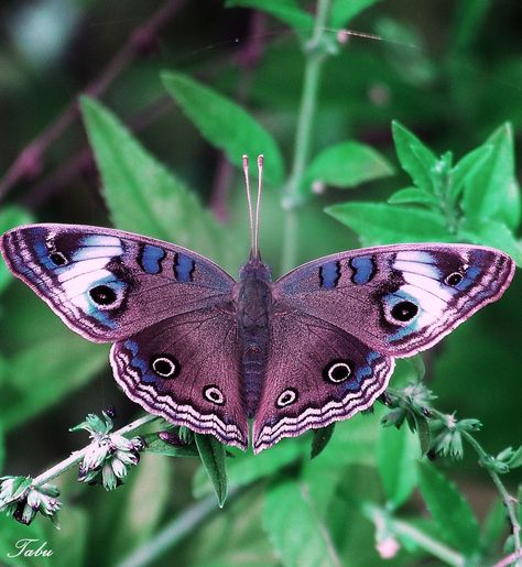 Beautiful Butterfly Pictures, Insect Photography, Beautiful Butterfly Photography, Nature Projects, Moth Tattoo, Butterfly Species, Moth Caterpillar, Beautiful Butterflies Art, Cool Bugs