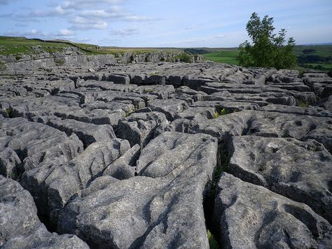 I bet you don't know what weathering of rocks is.  This explains weathering of rocks. Chemical Weathering, Weather Rock, Wood Sorrel, Rock Cycle, Guilt Trips, The Cove, Science Facts, Nature Kids, Anemone